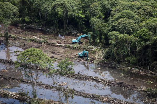 Peatland forest clearance for palm oil. Excavators clear intact peatland forests and build drainage canals in an oil palm concession owned by PT Andalan Sukses Makmur