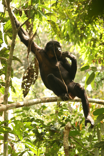 Searching for Bonobo in CongoDaniel's Intimate View of Lomami - Searching  for Bonobo in Congo