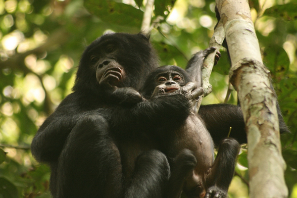 Una mamá bonobo y su cría (Pan paniscus). Foto de David Beaune/MPI.