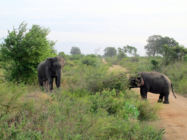 Dwarf elephant in an encounter with another male. Photo by Brad Abbott.