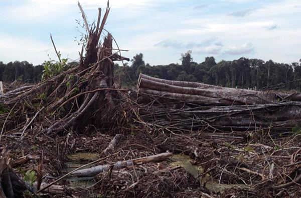 Logged tropical forest trees with natural forest remaining in the background