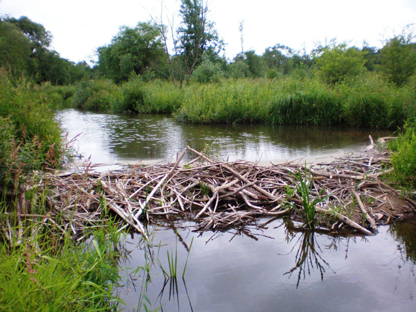 A beaver dam on the Smilga River in Lithuania. Photo credit Wikimedia Commons via the Attribution share-Alike 3.0 Unported License