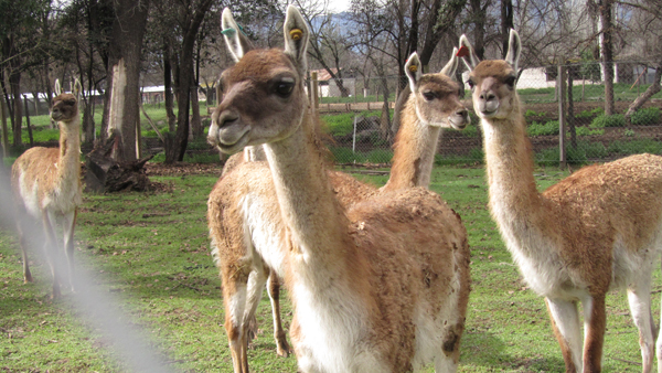 Three of the six guanacos at the breeding facility in which they reside, soon to be released into a plot of espinal for Root-Bernstein’s study. Photo credit: Meredith Root-Bernstein