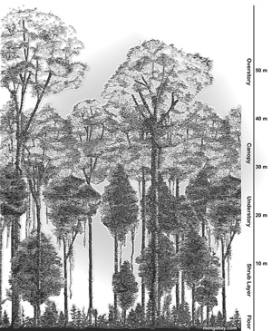 Diagram showing the rainforest canopy structure Diagram showing the rainforest canopy structure