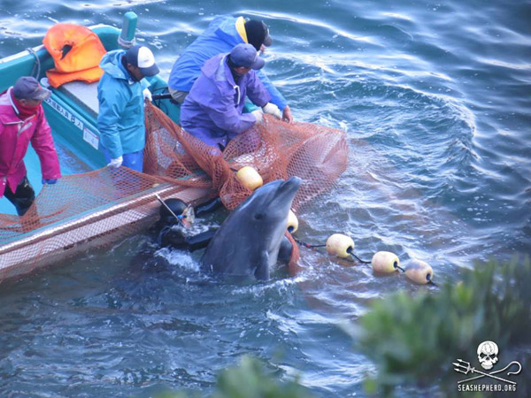 Taiji fisherman capturing a bottlenose dolphin. Photo courtesy of Sea Shepherd