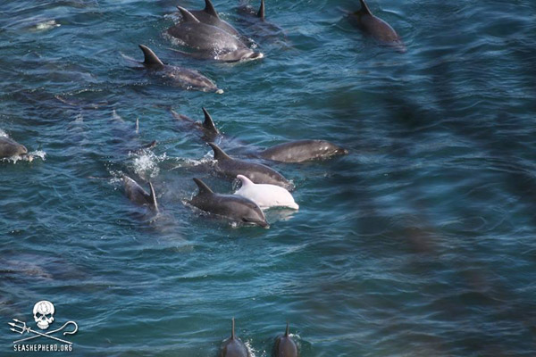 A rare albino bottlenose dolphin being driven toward the cove in Taiji