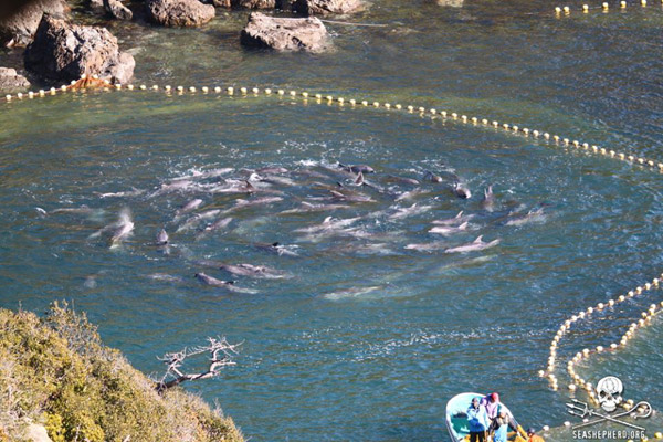 Rounding up bottlenose dolphin in the Taiji cove