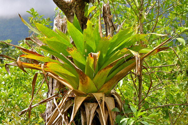 A big bromeliad. Photo by Edd Hammill.