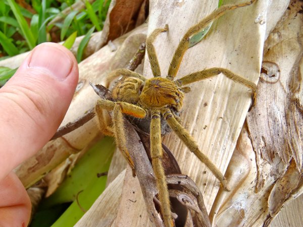 A ctenid-spider with thumb for scale. Photo by Edd Hammill.