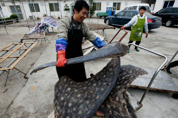 Abattoir de requins à Pu Qi. Photographie reproduite avec la permission de WildLifeRisk