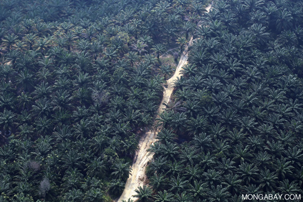 Plantação de óleo em Riau. Foto: Rhett A. Butler.