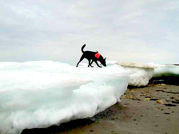 Quinoa the detection dog, a Dutch shepherd, sniffs for polar bear scat to be analyzed by the scientists. Photo by: L. Gormezano/AMNH.