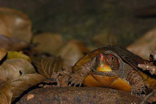 A Cochin forest cane turtle (Vijayachelys silvatica). Photo by A. Kanagavel.