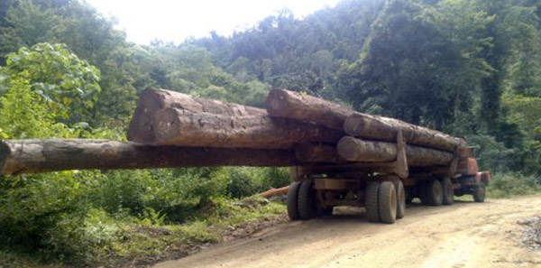 Logs being transported on a road was built by PT Sawindo Cemerlang.