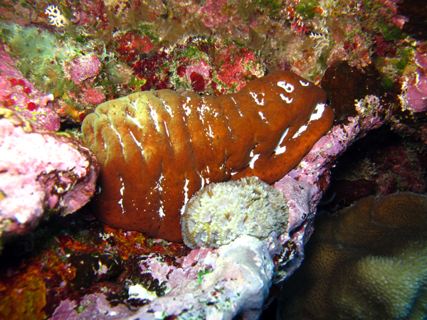 A surf redfish, a high-valued sea cucumber, wedged into reef crevices near Mago Island in Fiji’s Lau group.  Photo courtesy of Stacy Jupiter