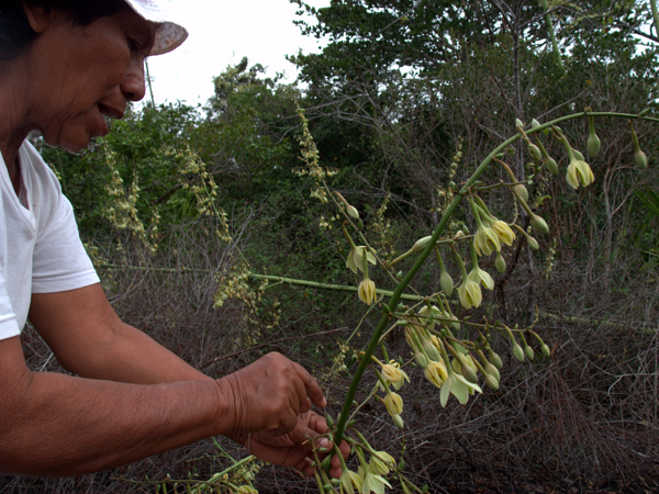 Toshao - village chief - explains the traditional usage of a plant. Photo credit: Takuya Iwamura.