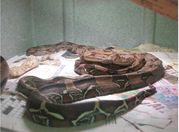 Boas constrictoras raquíticas, en condiciones sub-optimas para su supervivencia. Fotografía reproducida con permiso de PETA.