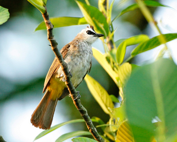 The yellow-vented bulbul