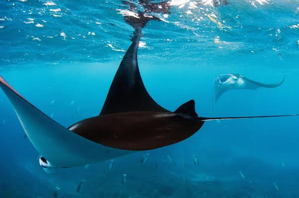 Officials bust one of the biggest players in illegal Indonesian manta