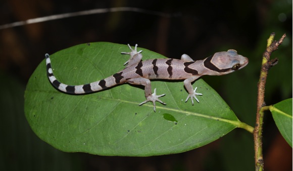 Juvenile Cyrtodactylus saiyok sp. nov. Photo by: N. Panitvong.