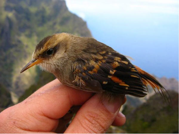 The Masafuera Rayadito (Aphrastura masafuerae) is endemic to Alejandro Slkirk Island, Chile. The IUCN lists the bird as Critically Endangered. Photo by: Javier Gonzalez.