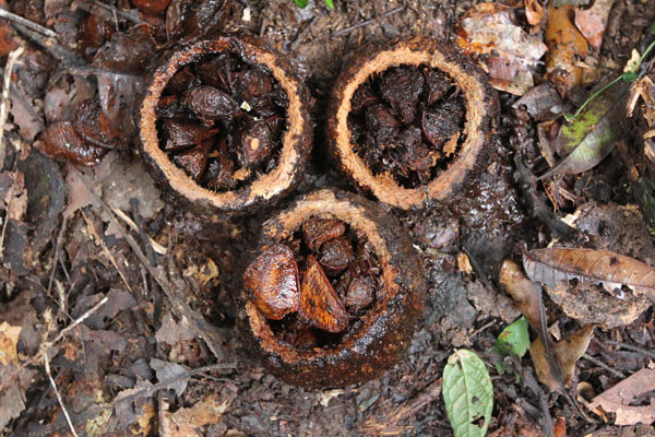 Las castañas de Brasil se encuentran en Brasil, Bolivia y Perú. En Perú, casi todos los árboles están en la región sudoriental de Madre de Dios. Foto de Barbara Fraser.