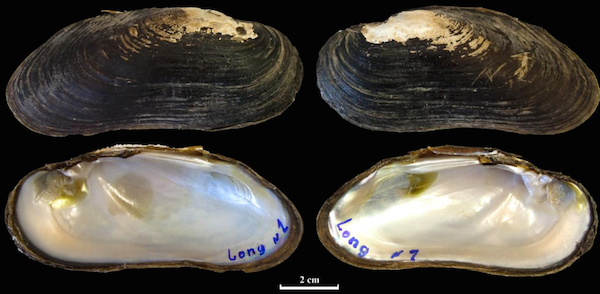 Shell of Margaritifera laosensis specimen from the river Nam Long. Photo by Bolotov et al.