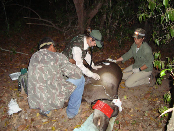 Monitoring the anesthesia. Photo credit: Lowland Tapir Conservation Initiative, Brazil.