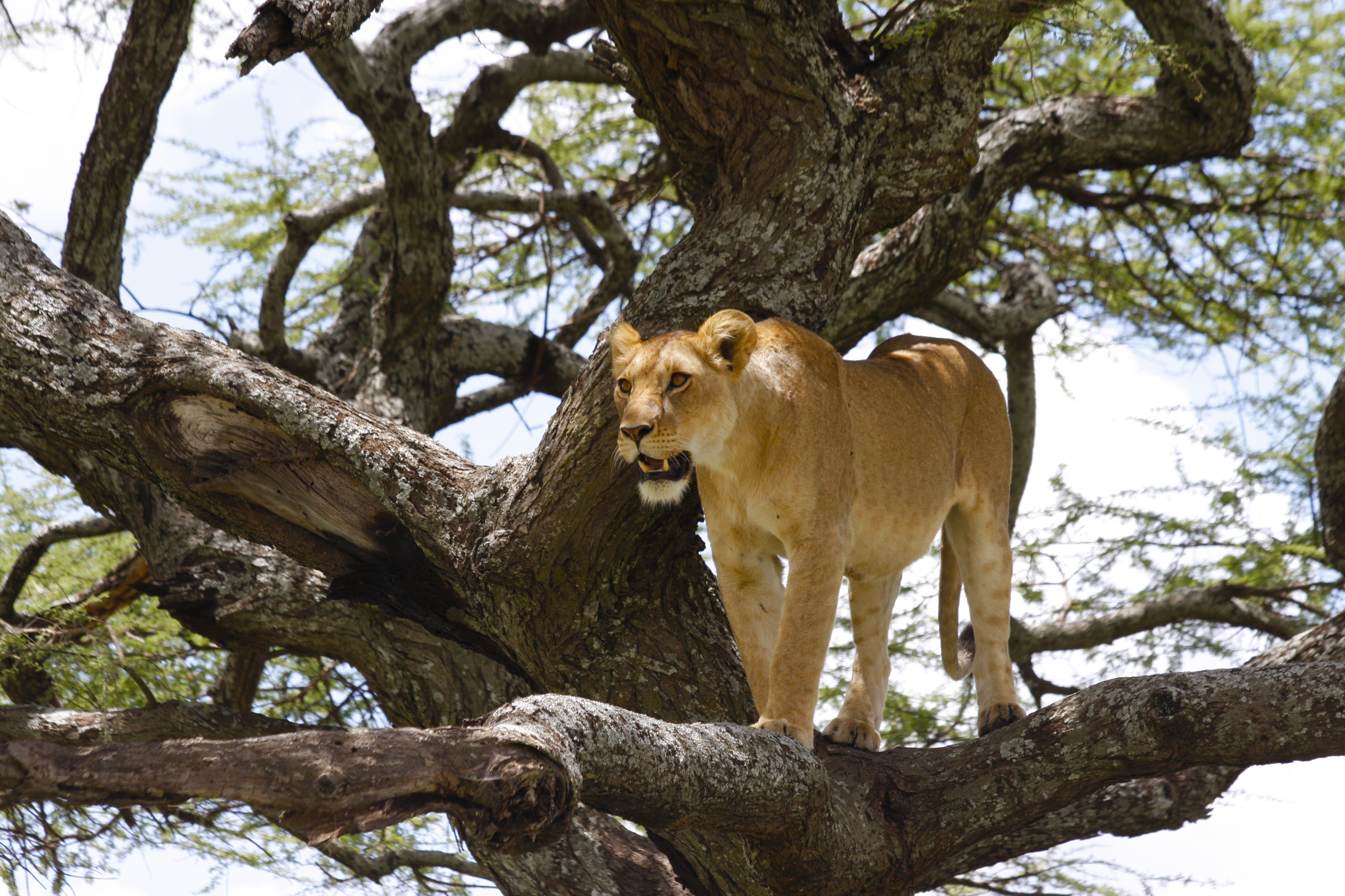 giraffe fight lion