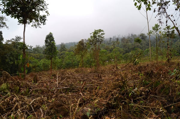 Deforestation in action in Manduriacu, Imbabura Province, Ecuador, less than one kilometer from the recently discovered Tandayapa Andean toad population. Photo by: Lynch et al.