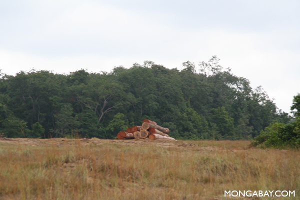 Modern say signs of human activity in the Amazon rainforest