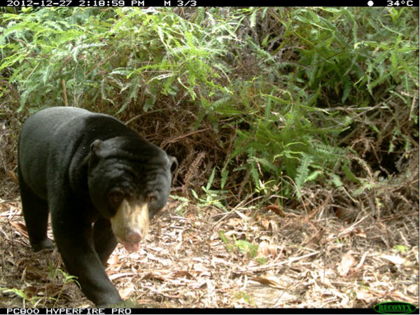 Sun Bear caught on camera during survey work in Harapan Rainforest. Sun Bears are considered important seed dispersers and a substantial population in Harapan was found despite the relatively high levels of forest degradation.  Credit: Harapan Rainforest/Hutan Harapan.