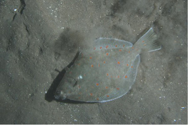 Plaice (Pleuronectes platessa), a commercially important flatfish species. Photo by: Andrew Johnson