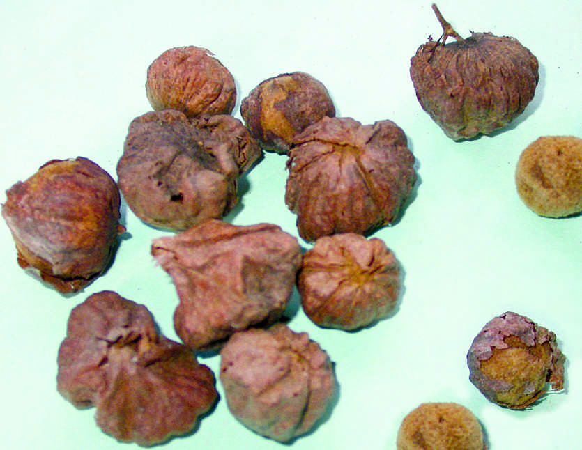 Teak Tree Fruit