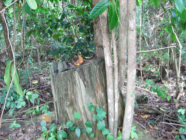 Resprouting logged bulian tree in Harapan Rainforest. Photo credit: Rogier de Kok