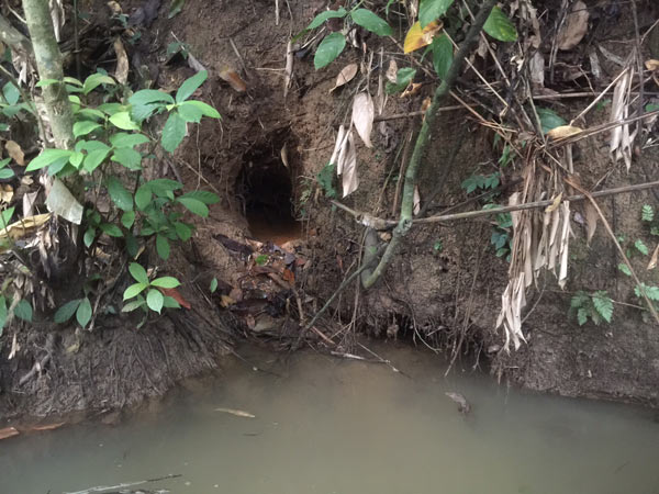 Stream bank turtle tunnels are easily spotted and excavated by collectors in order to capture the animals. Photo credit: Dr. Sabine Schoppe, Katala Foundation.