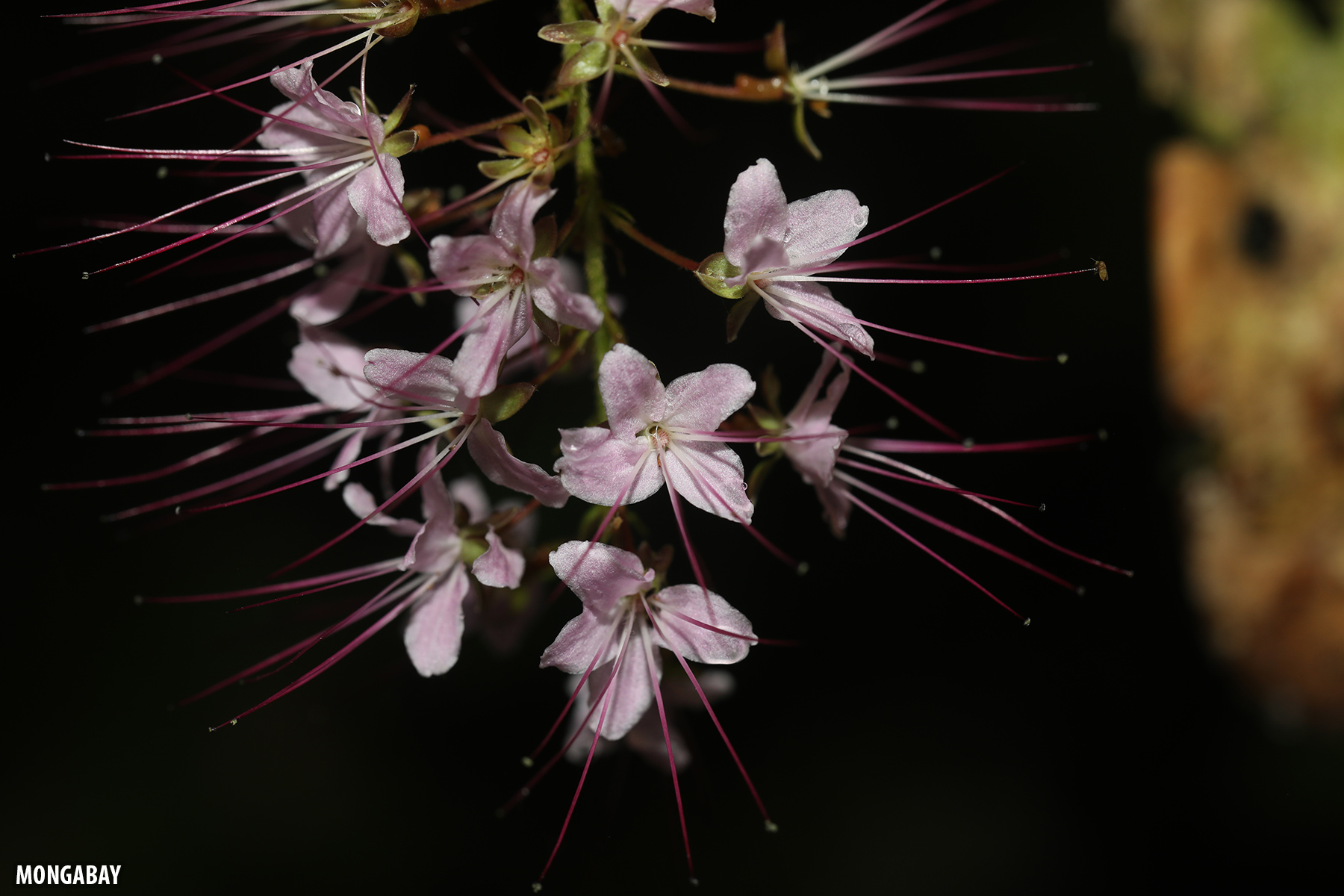 Purple flowers in the Amazon rainforest