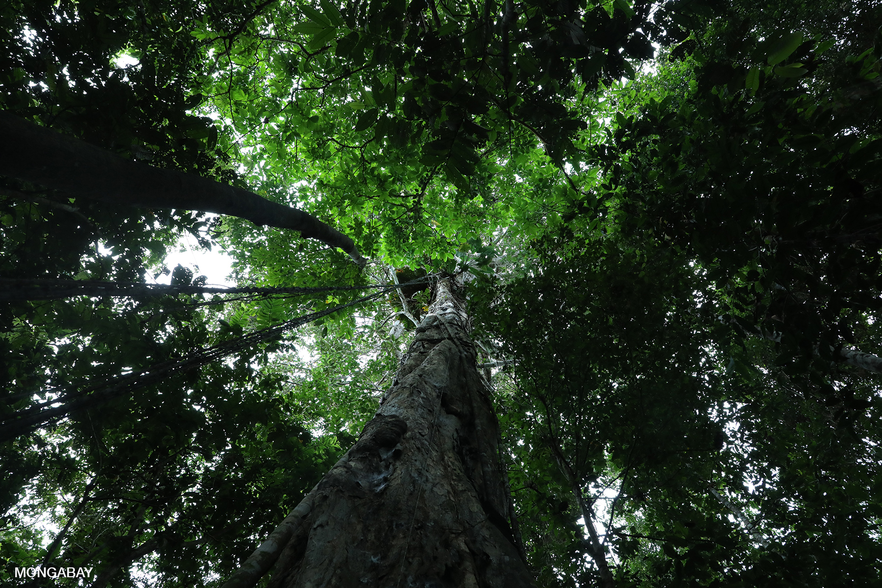 Rainforest tree in the Amazon