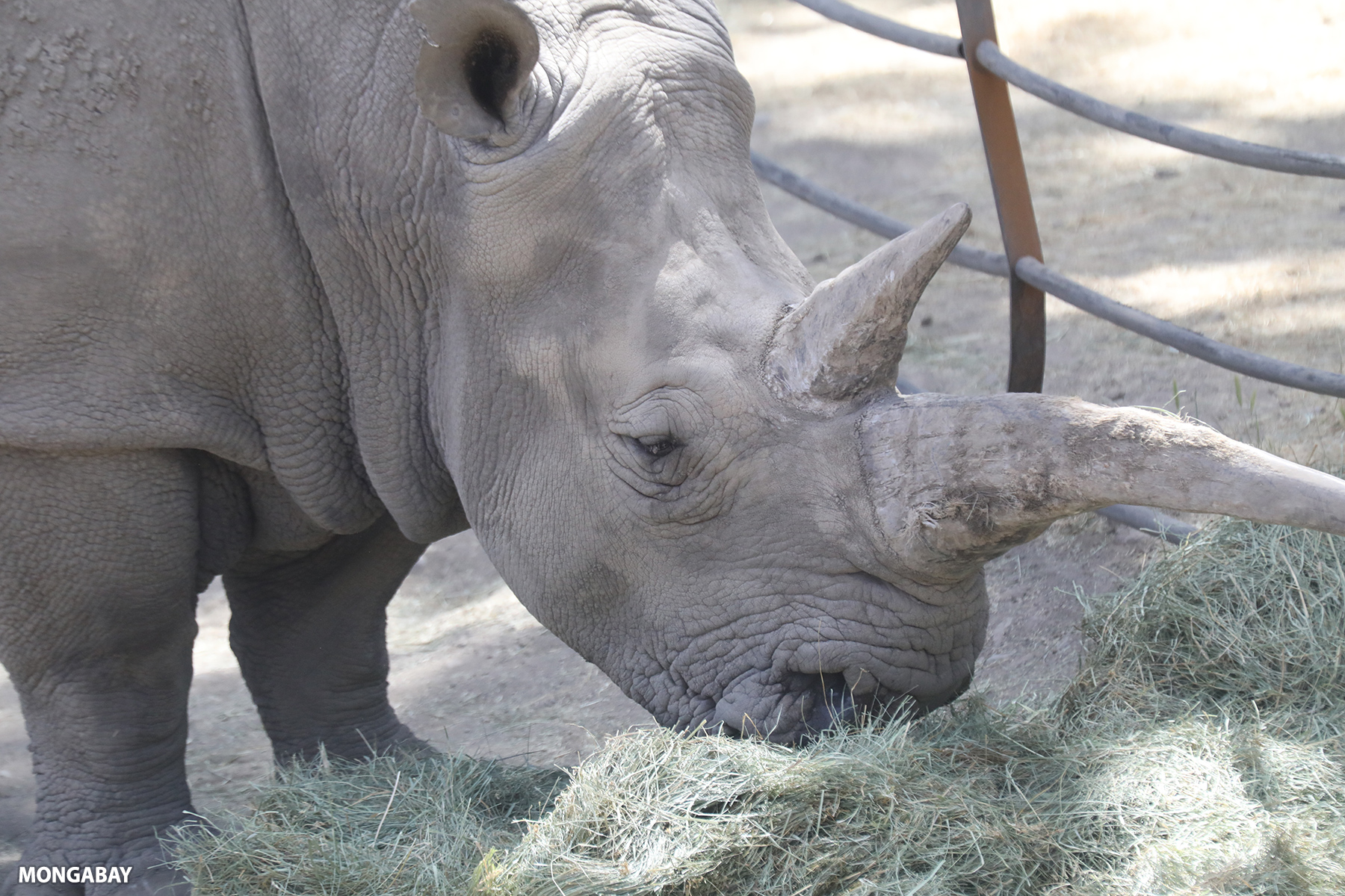 Southern white rhino in captivity