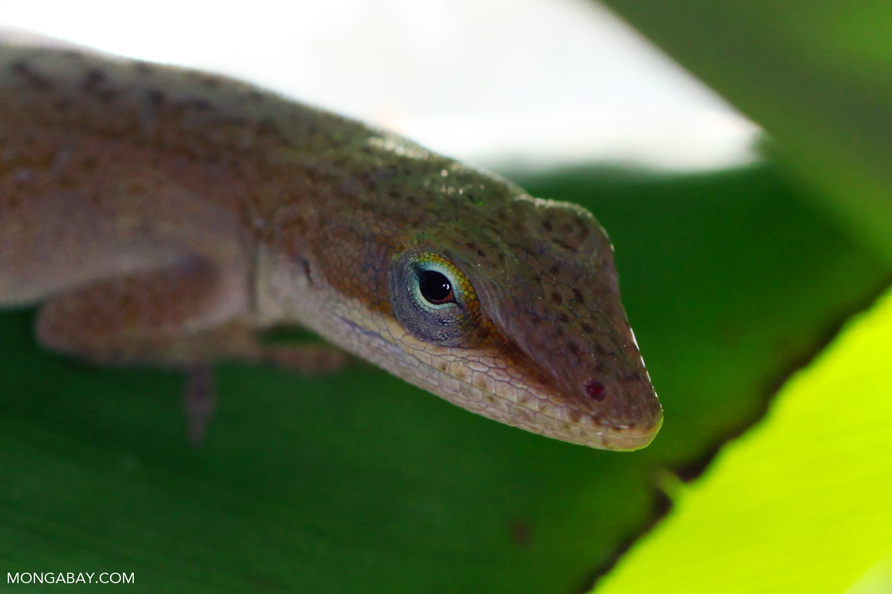 Brown green anole