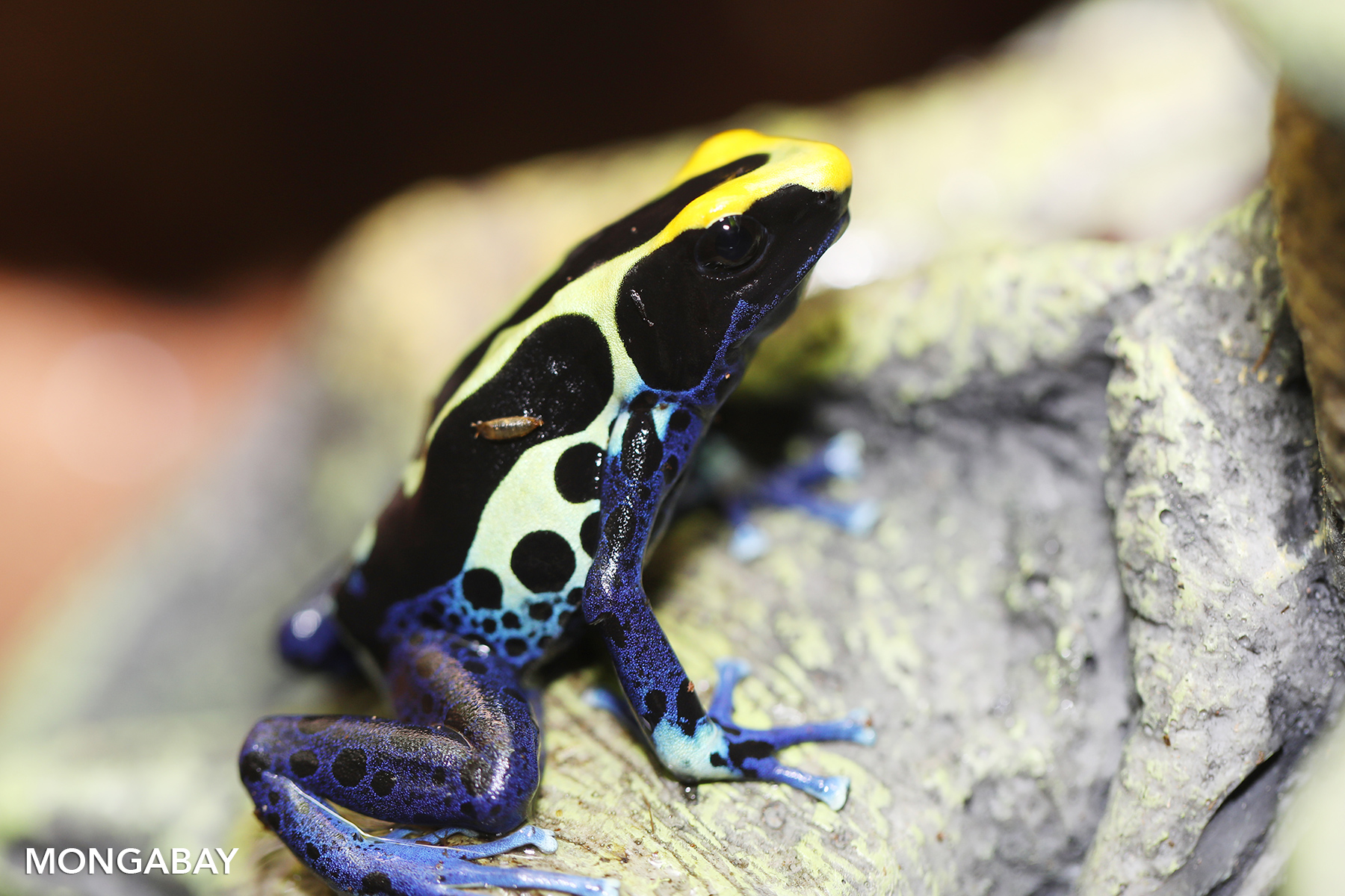 herps_180118