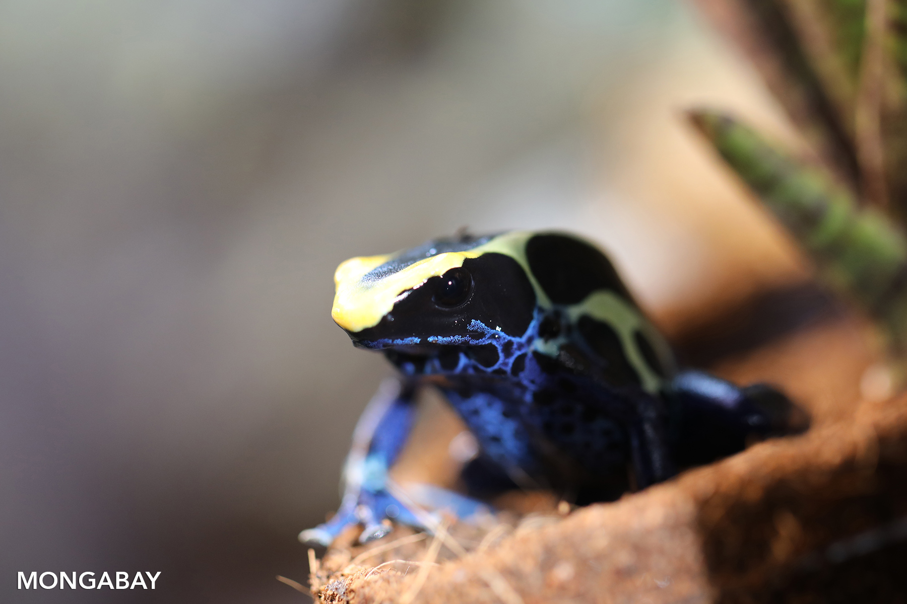 herps_180201