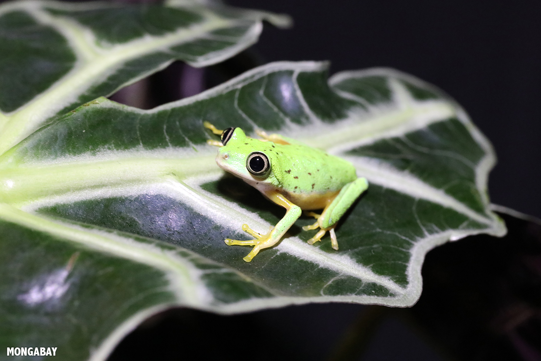 herps_192021