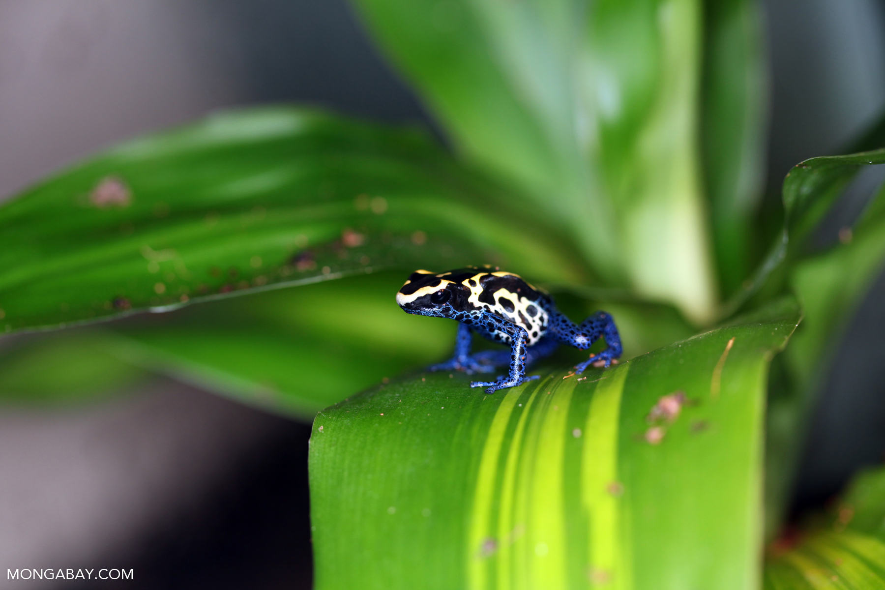 Dyeing arrow poison frog