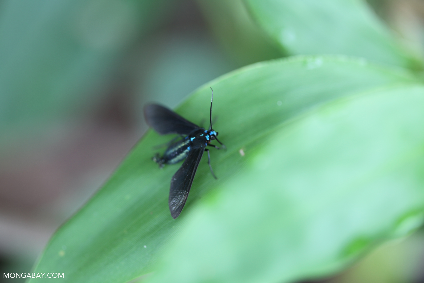 Turquoise-headed black flying insect [brazil_0957]