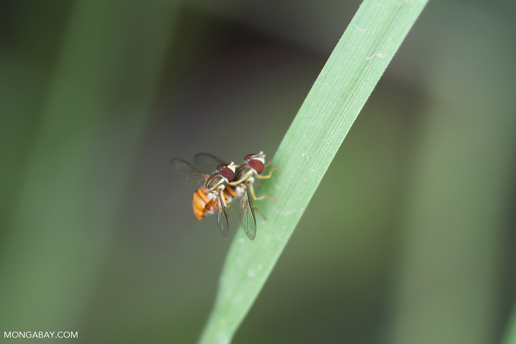 Biting flies making more biting flies