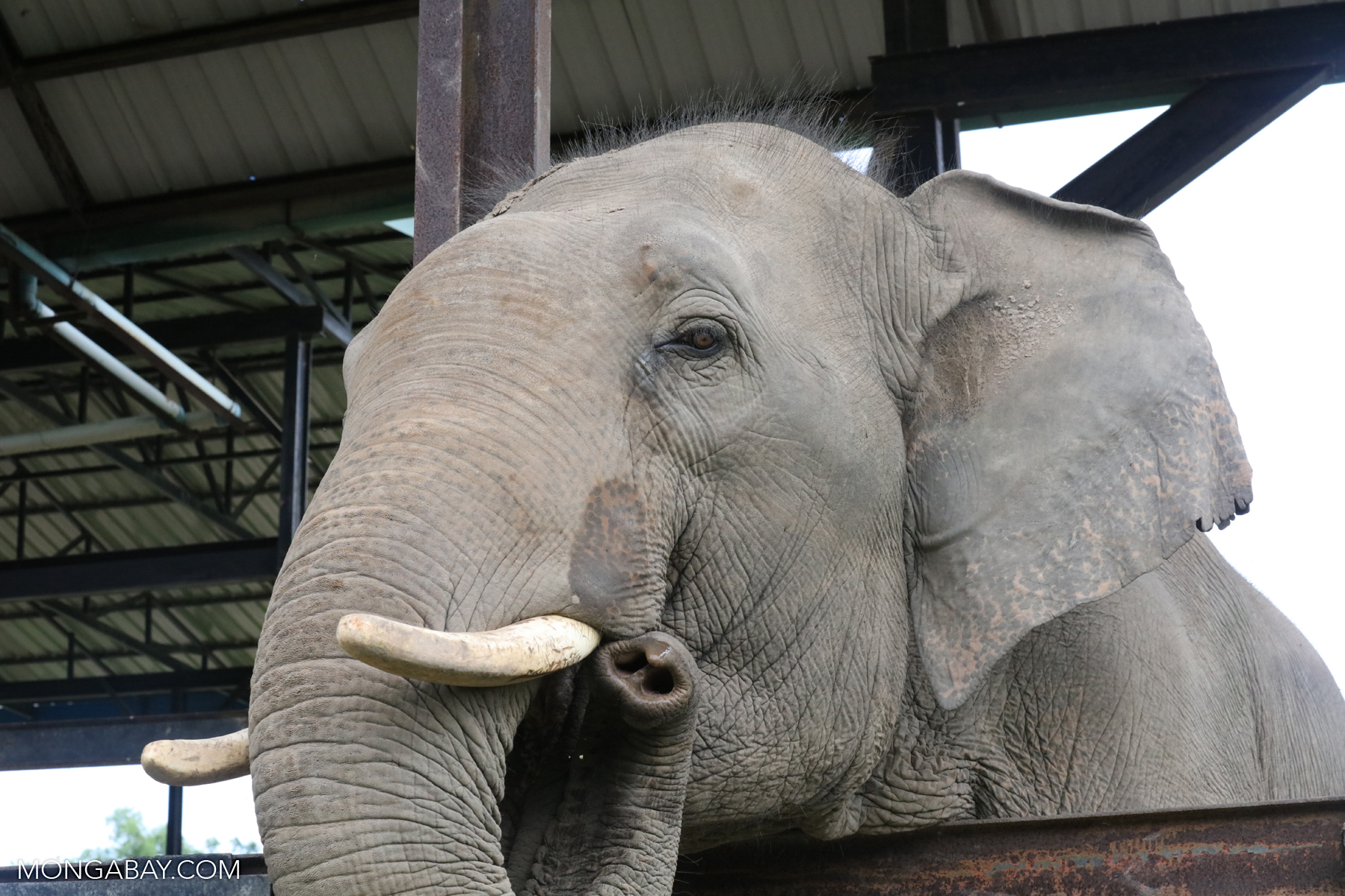 Asian elephant at Phnom Tamao Wildlife Rescue Centre