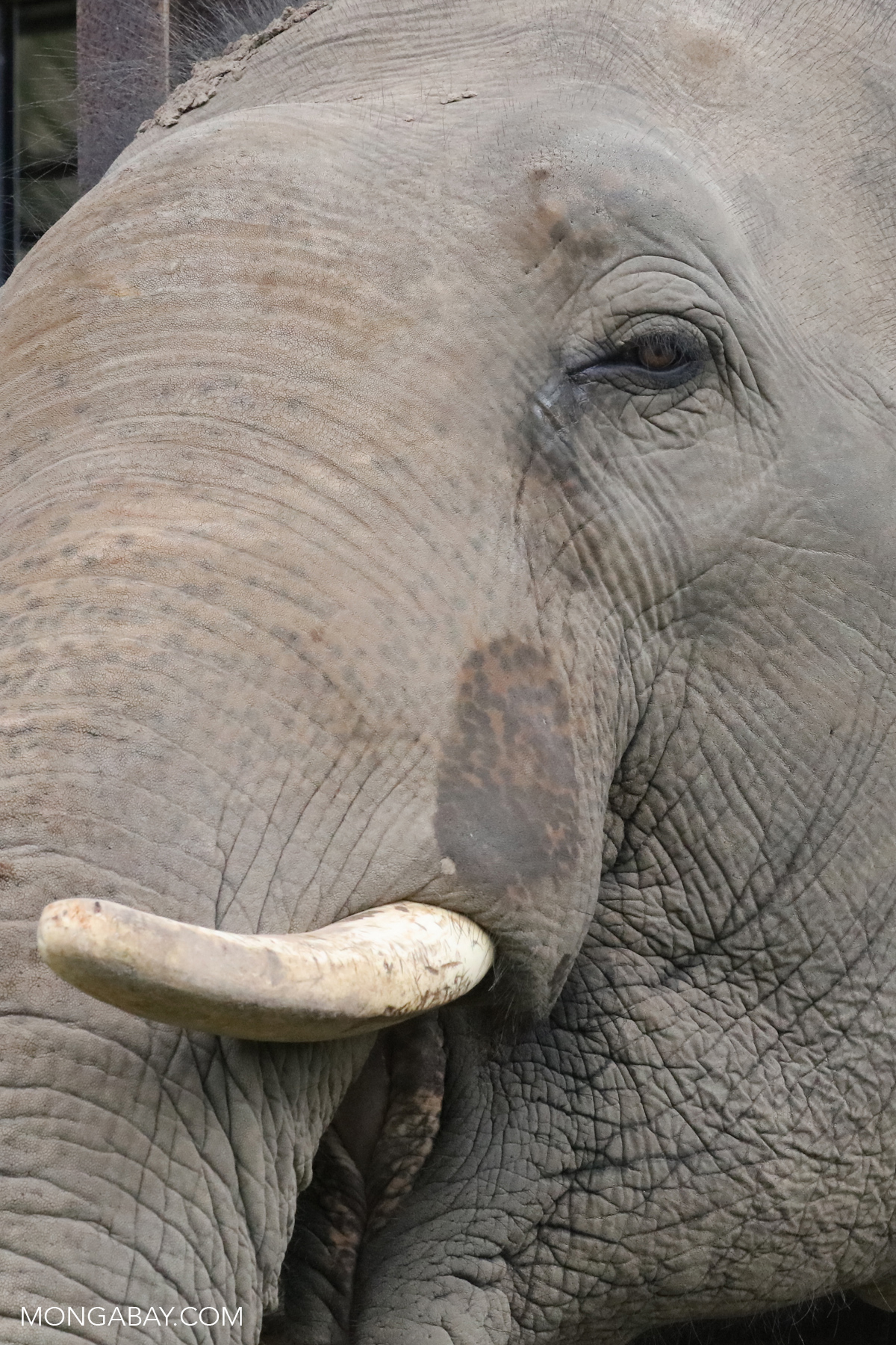 Asian elephant in Cambodia