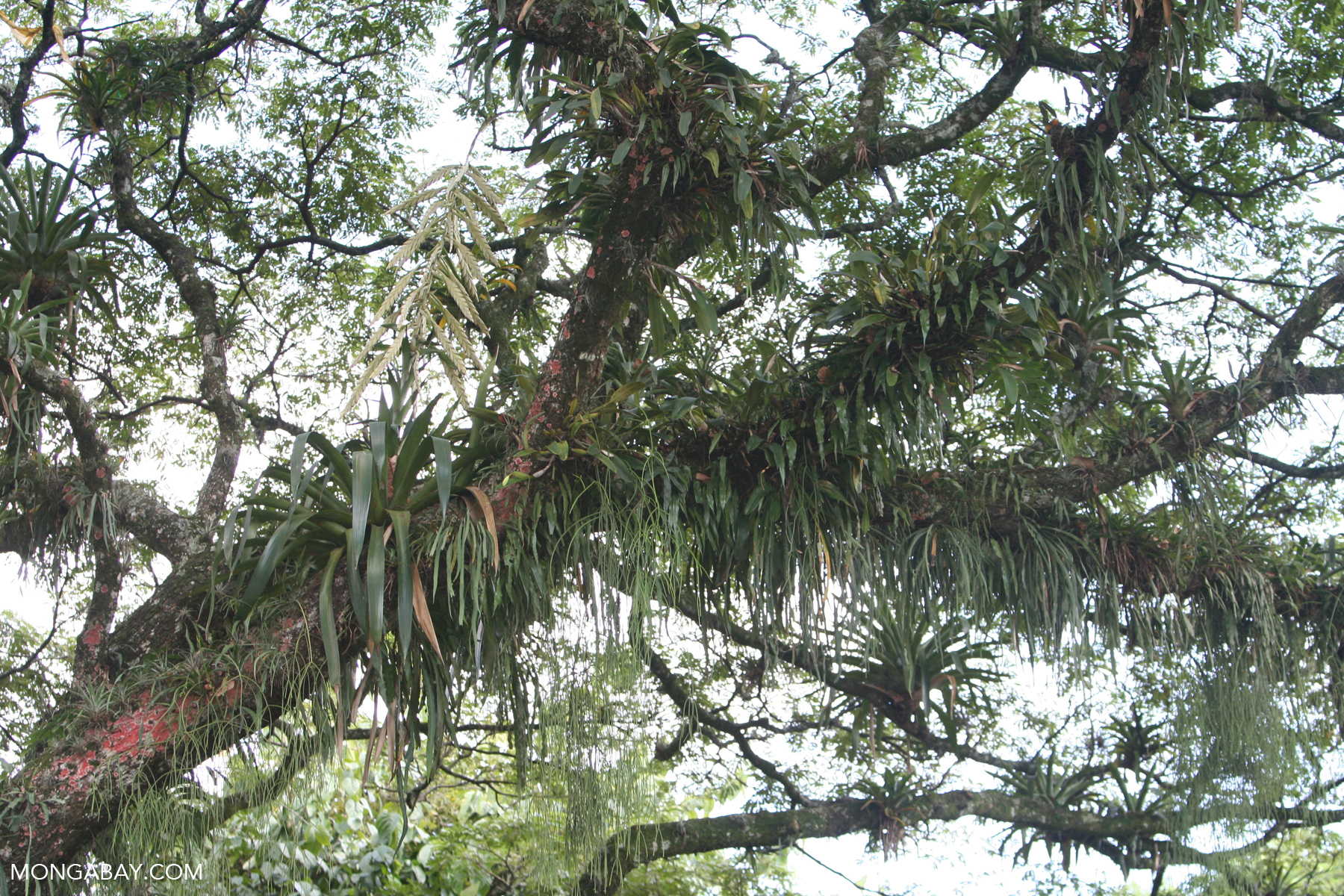 Monwane Tree Bromeliads blanketing a canopy tree in the Andean montane forest