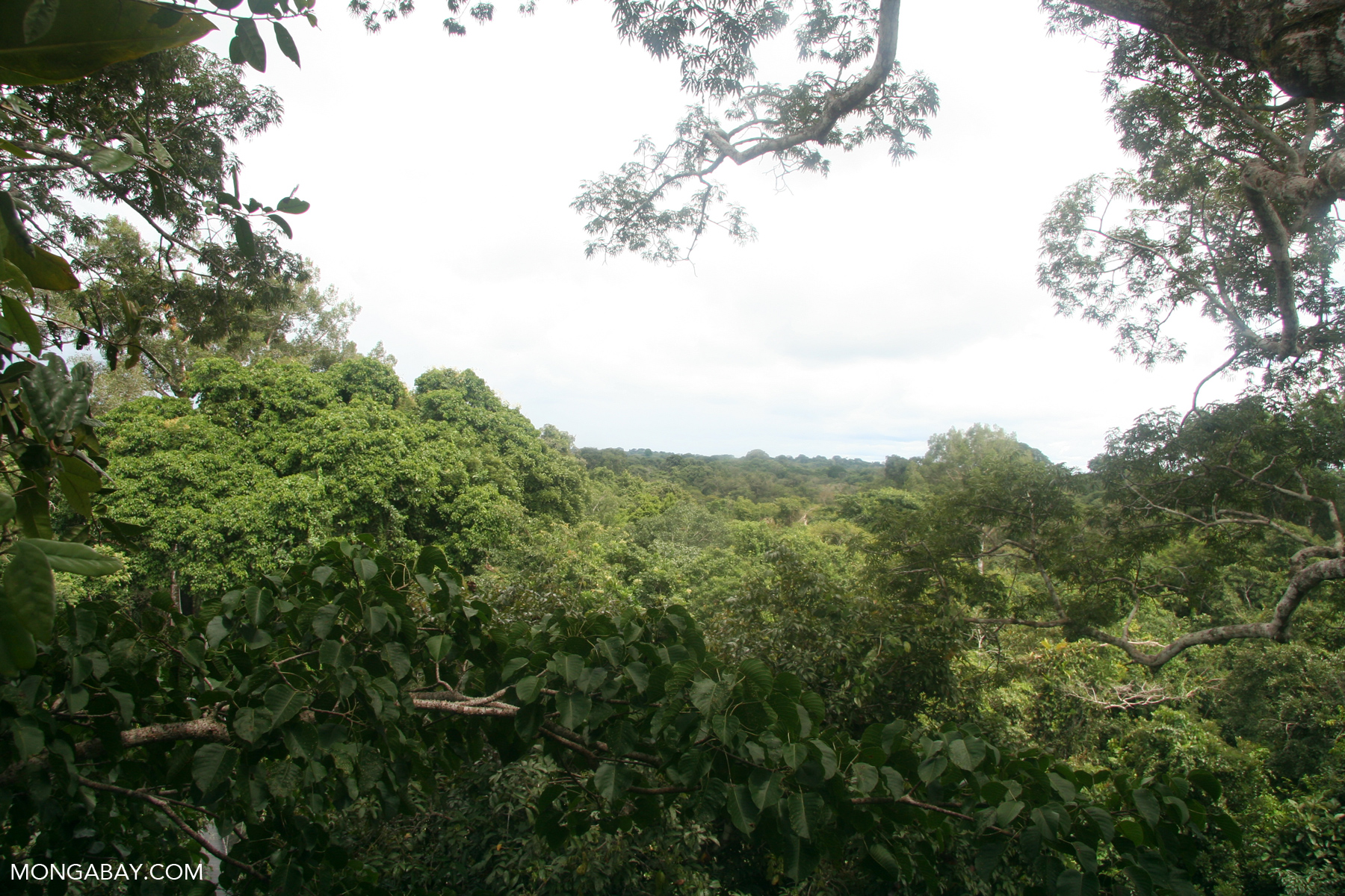 The canopy of the Amazon rainforest